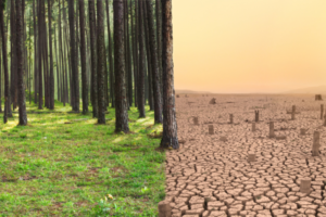 Split image: lush pine forest on the left and cracked dry desert ground with stumps on the right, showing environmental contrast.