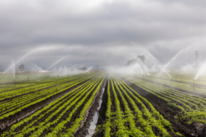 Rows of young crops in a field being irrigated by sprinklers under a cloudy sky.