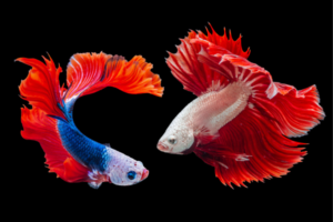Two betta fish with flowing red fins swim toward each other against a black background.