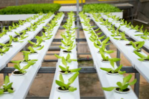 Rows of young lettuce plants growing in white hydroponic channels in a greenhouse, ready for transplanting or harvest bed by bed.