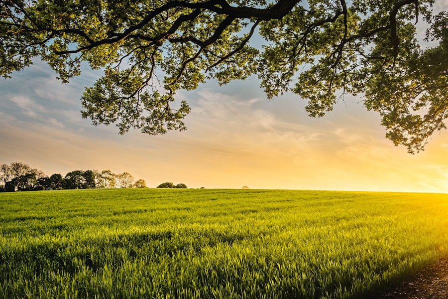 Regenerative Agriculture