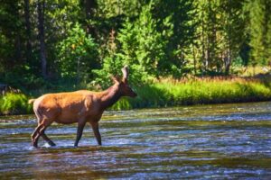 Moose wading through a shallow river with a dense forest backdrop.