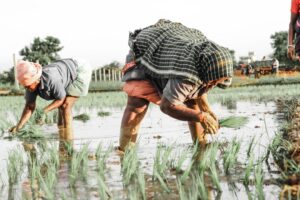 Photo Farmers planting crops