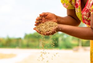 Photo Farmers harvesting rice