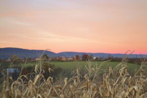 Photo Community farming