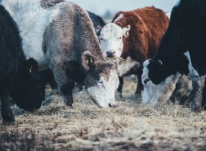 Photo Agricultural Cooperative