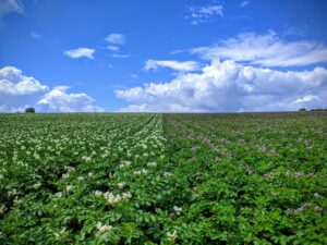 Photo Farmers planting crops