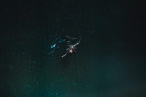 Photo Widows cooperative