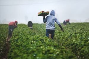 Photo Farmers harvesting