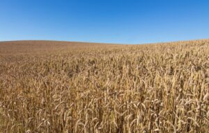 Photo Agricultural field