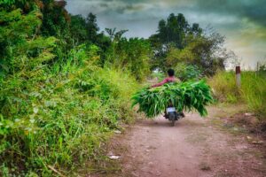 Photo Farmers planting crops