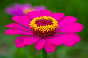 Photo Community garden