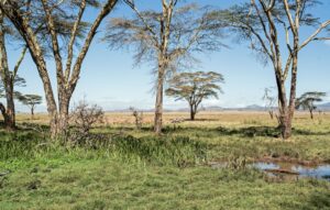 Photo Innovate Kenya Logo