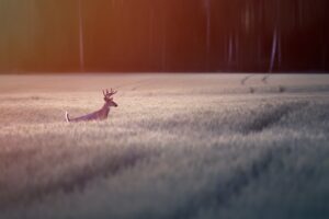 Photo Farmers planting crops