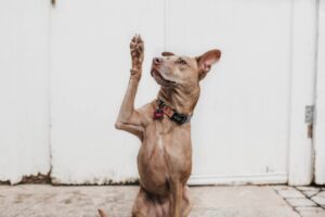 Photo Question checklist