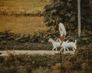 Photo Farmers planting trees