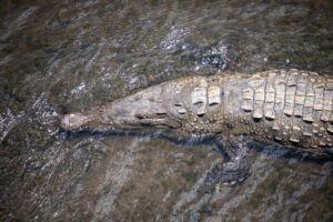 Photo Wetland ecosystem