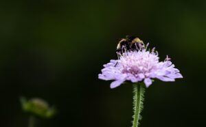 Photo Pollinator Garden