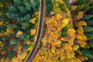 Photo Forest Conservation