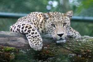 Photo Wildlife corridor