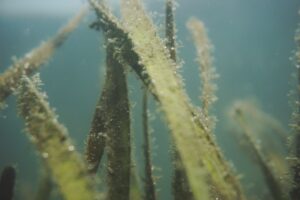 Photo Peatland Restoration