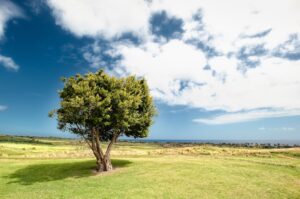 Photo Grassland Restoration