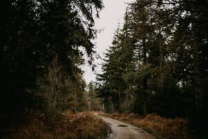 Photo Forest Management