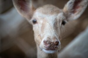 Photo Sustainable Grazing
