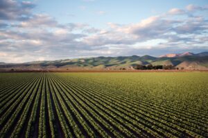 Photo Organic farm