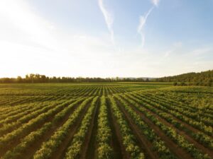 Photo Sustainable agriculture