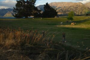 Photo Organic farm landscape