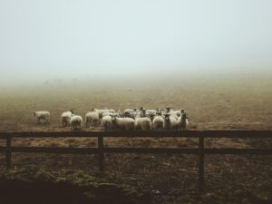 Photo Cooperative Farming