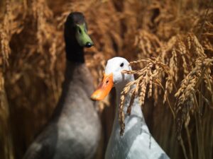 Photo Farmers planting resilient crops