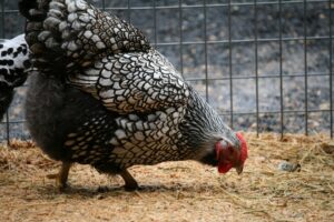 Photo Livestock farm