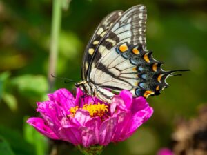 Photo Community gardens