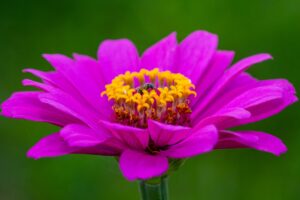 Photo Community garden