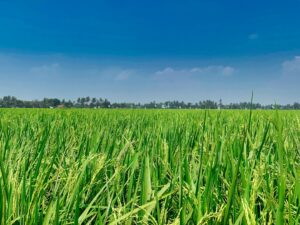Photo Rice fields