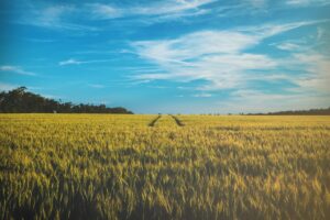 Photo Crop field