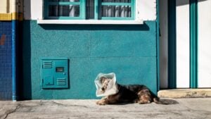 Photo Veterinary clinic