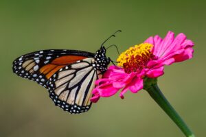 Photo Community gardens