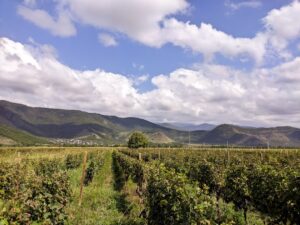 Photo Agro-based products