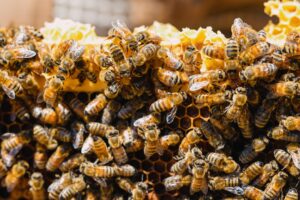Photo Beekeeping equipment