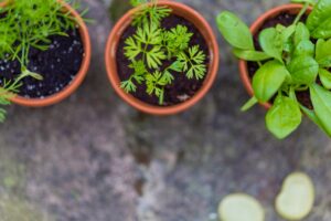 Photo Urban Garden
