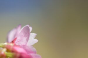 Photo Impact metrics