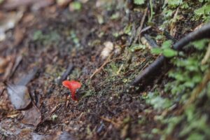 Photo Adaptation and Growth