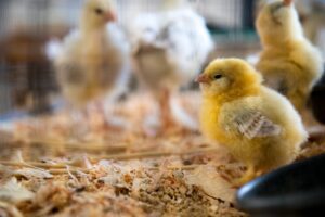 Photo Poultry Farm
