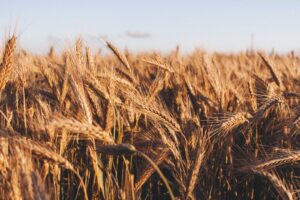 Photo Crop field
