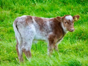 Photo Livestock breeding
