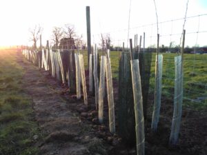 Photo Tree planting