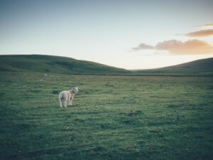 Photo Permaculture farm